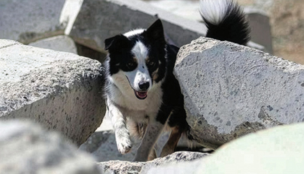 RUF Outing National Disaster Search Dog Foundation